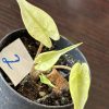 Alocasia Stingray variegated 2 (1)
