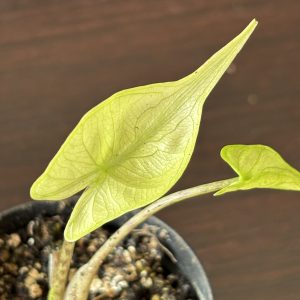 Alocasia Stingray variegated 4 (2)