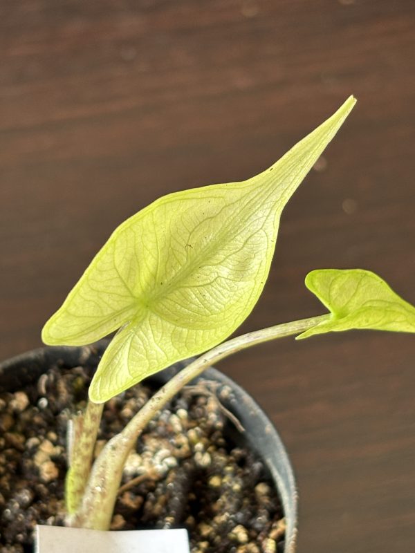 Alocasia Stingray variegated 4 (2)