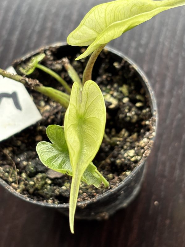 Alocasia Stingray variegated 5 (1)