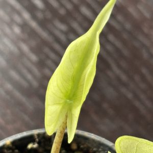 Alocasia Stingray variegated 5 (2)