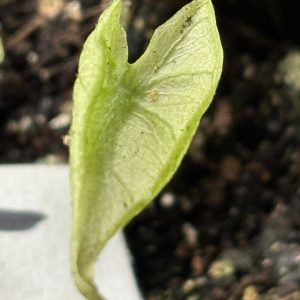 Alocasia Stingray variegated 5 (3)