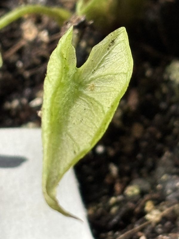Alocasia Stingray variegated 5 (3)