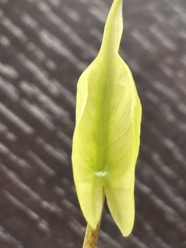 Alocasia Stingray variegated 5 (4)