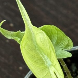Alocasia Stingray variegated 5 (5)