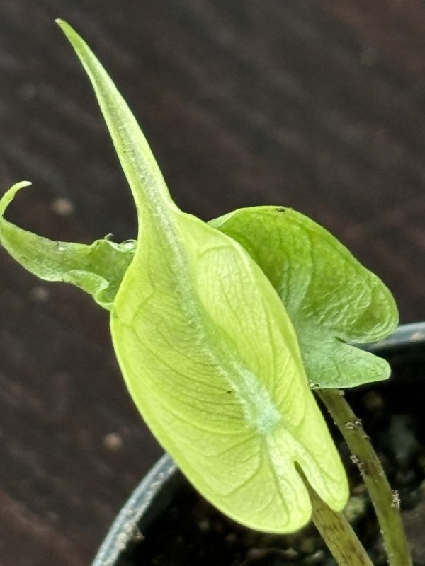 Alocasia Stingray variegated 5 (5)