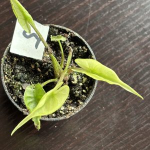 Alocasia Stingray variegated 5 (6)