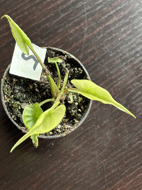 Alocasia Stingray variegated 5 (6)