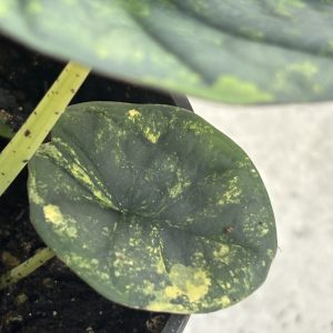 Alocasia Nebula aurea B (3)