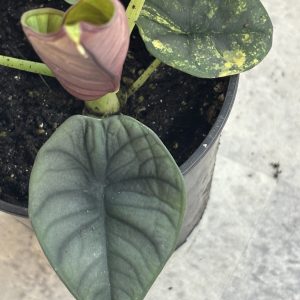 Alocasia Nebula aurea B (4)