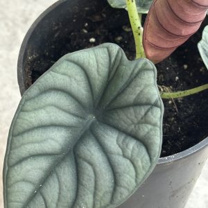 Alocasia Nebula aurea B (5)