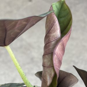 Alocasia Nebula aurea B (6)