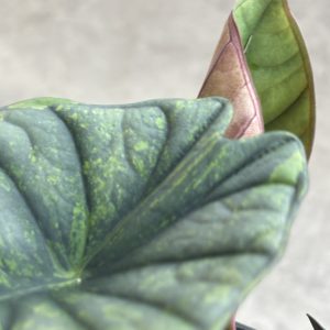 Alocasia Nebula aurea B (7)