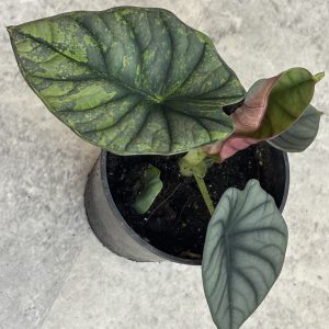Alocasia Nebula aurea B (9)