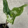 Alocasia Tigrina suberba albo (1)