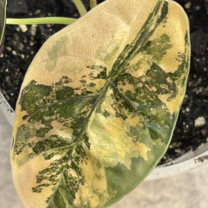 Alocasia Azlanii aurea K (5)