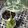 Alocasia Azlanii albo pink A2 (1)