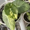 Alocasia Maharani Golden Lime E (1)