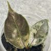 Alocasia Azlanii albo mint A (5)