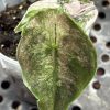 Alocasia Azlanii albo pink A§ (5)