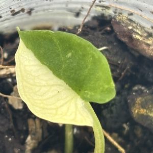 Alocasia Scalprum albo C (3)