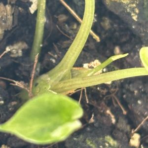Alocasia Scalprum albo C (4)