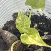 Alocasia Scalprum albo D (4)