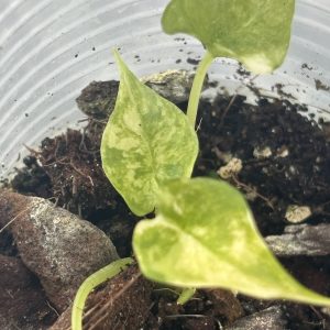 Alocasia Scalprum albo D (4)