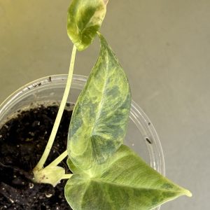 Alocasla Maharani golden lime A1 (1)