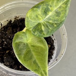 Alocasla Maharani golden lime A1 (2)
