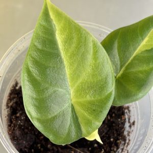 Aöocasia Maharani golden lime (3)