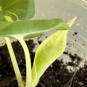 Aöocasia Maharani golden lime (4)