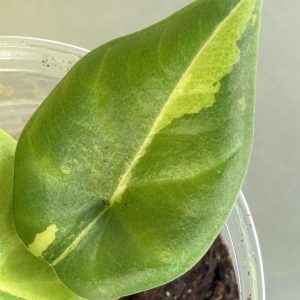 Aöocasia Maharani golden lime (5)