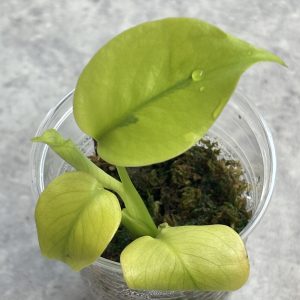 Monstera Lemon lime variegated A (2)