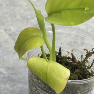 Monstera Lemon lime variegated A (3)