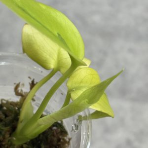 Monstera Lemon lime variegated A (5)