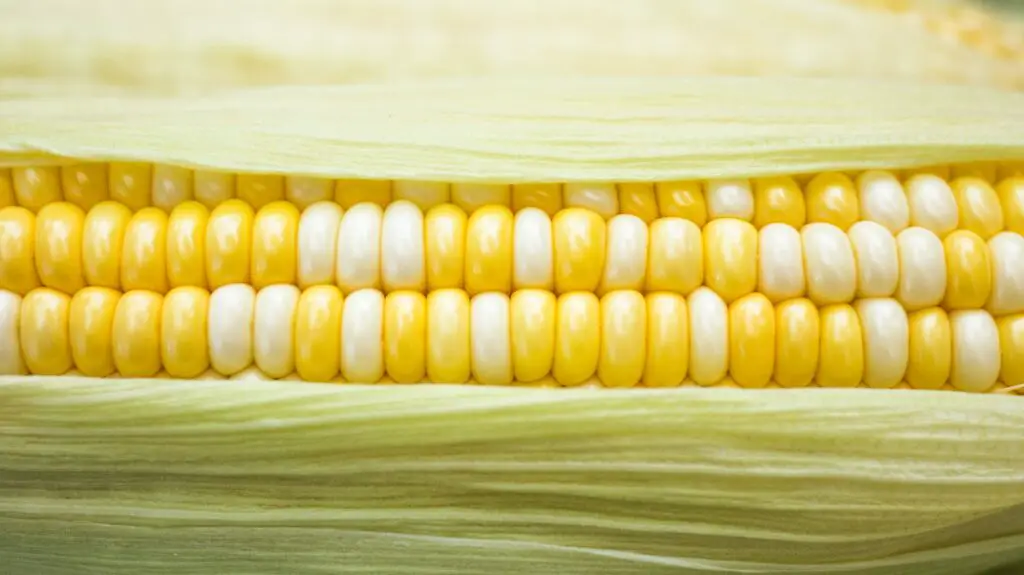 Corn - Corn Cheese - Bild av Phoenix Han från Unsplash