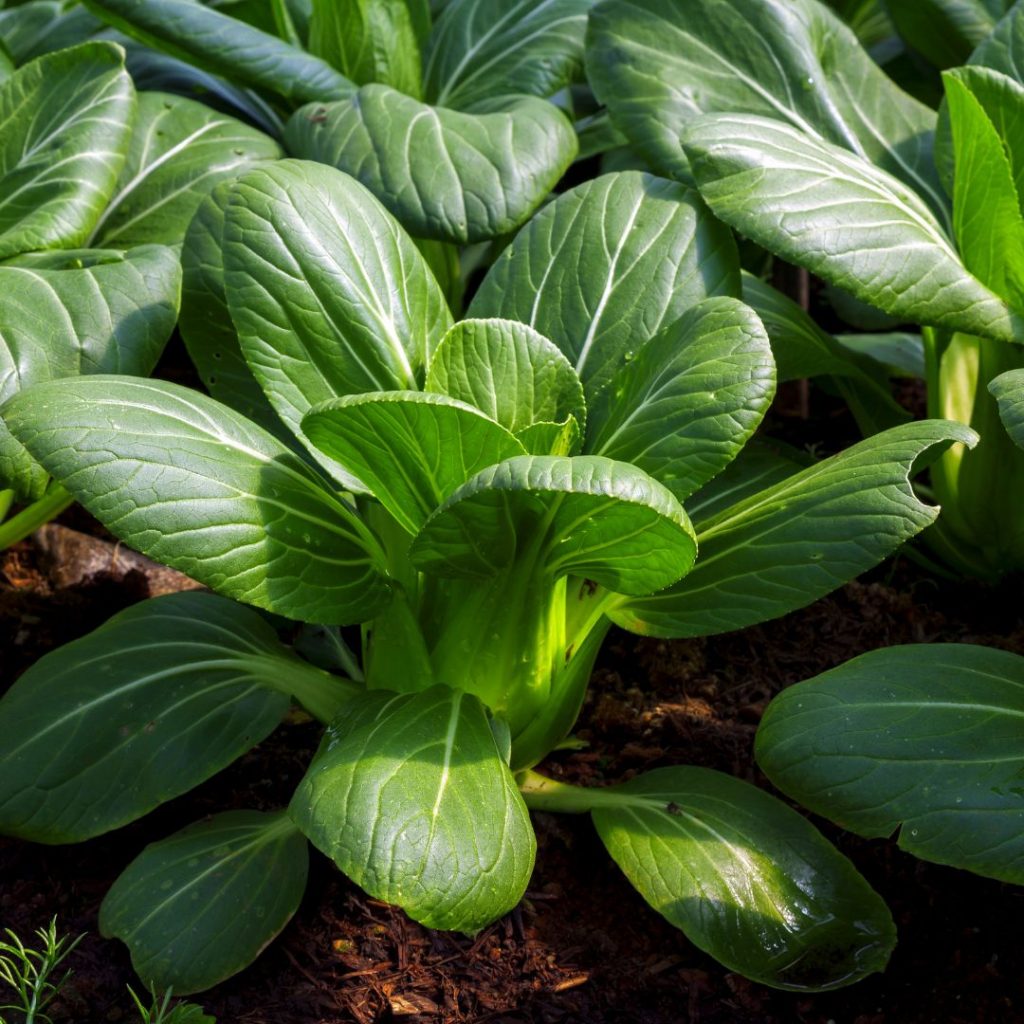 En pak choi odling med gröna och fina pak choi