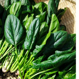 Ett knippe spenat, mörkgröna och färska blad, redo att användas i sallader och rätter.