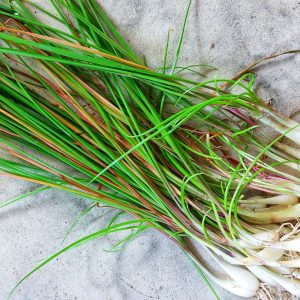 En bild på en bunt färsk kinesisk gräslök med långa, smala och mörkgröna blad, perfekt för matlagning och garnering.