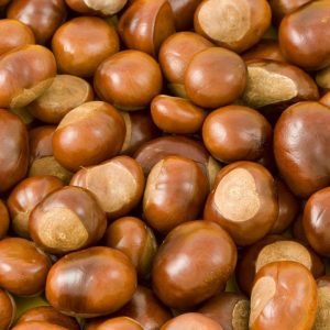 En bild på en stor hög av råa kastanjer, med deras hårda, mörkbruna och glänsande skal intakta.