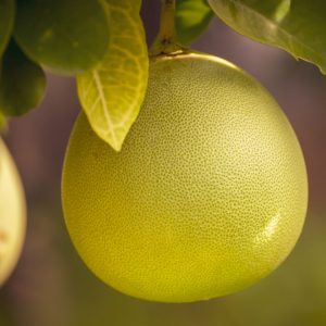 En hel, saftig pomelo hängande i ett träd, med gulgrön skal och uppfriskande fruktkött.