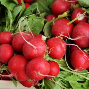 Färska rädisor med krispigt vitt inre och en ljusröd kant, perfekta som garnering eller salladstopping.