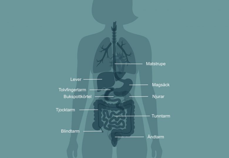 Mag-tarmkanalen Copyright boken Hälsokoden