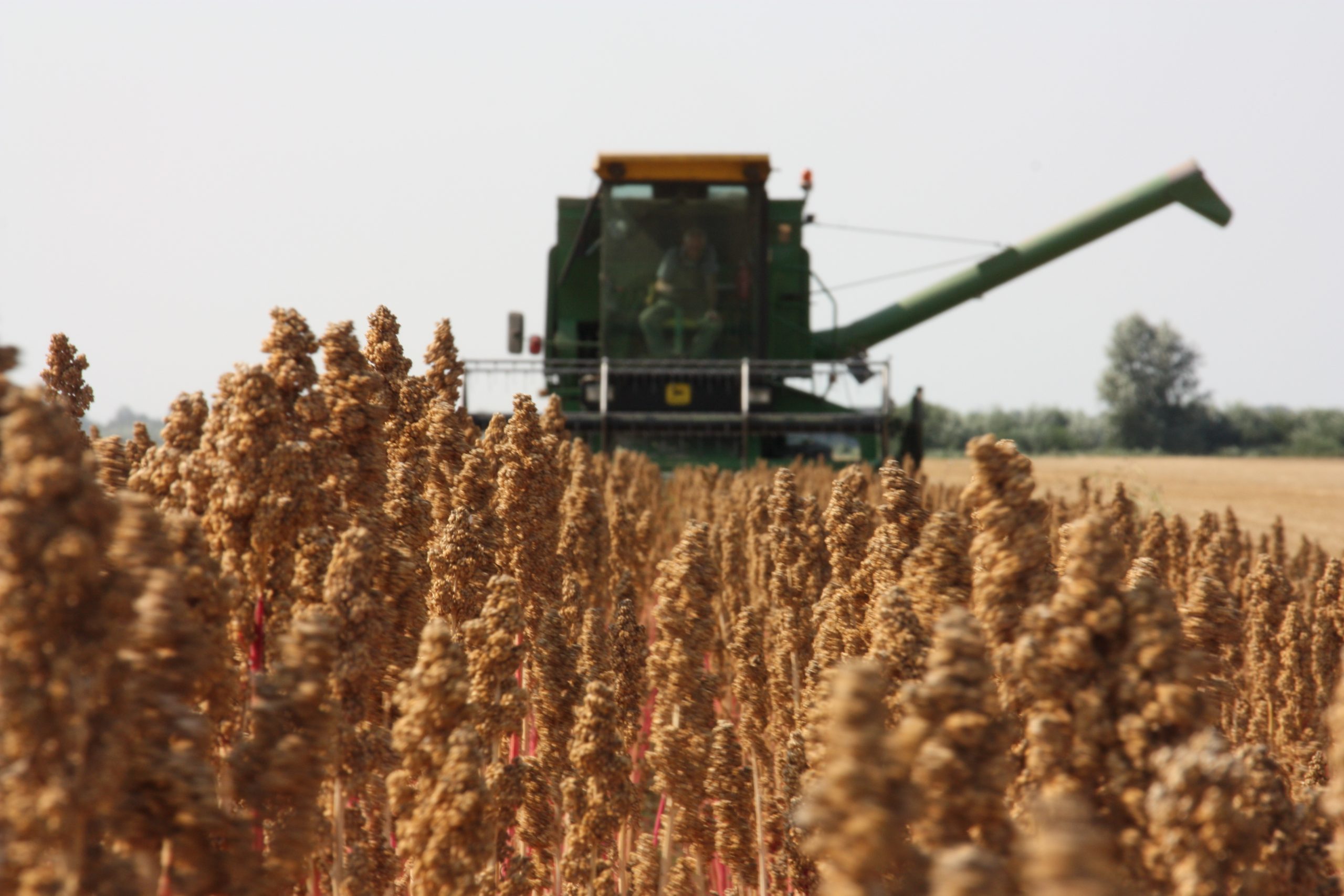 Combinen en oogsten van Nederlandse quinoa