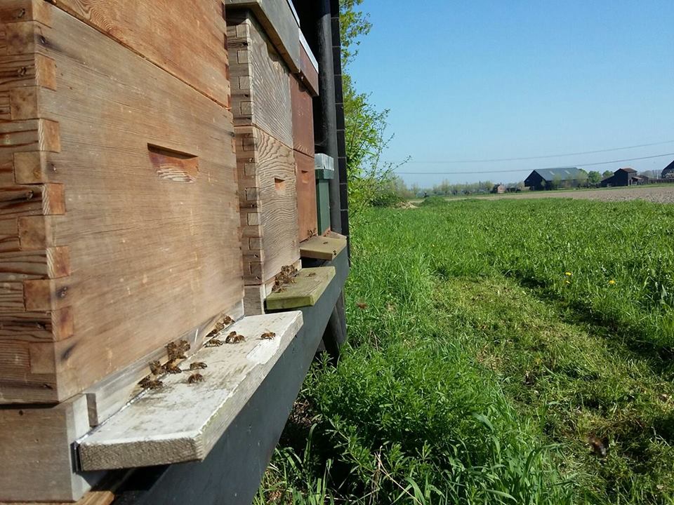 Bijen bij onze nederlandse quinoa