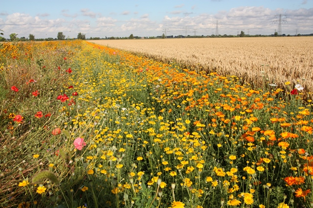 Quinoa uit Nederland - naast de akkerrand staat onze Nederlandse quino