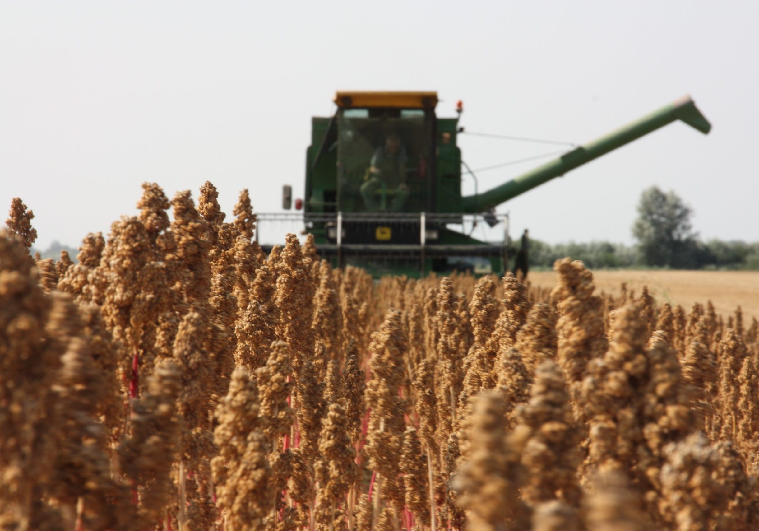 Combinen en oogsten van Nederlandse quinoa