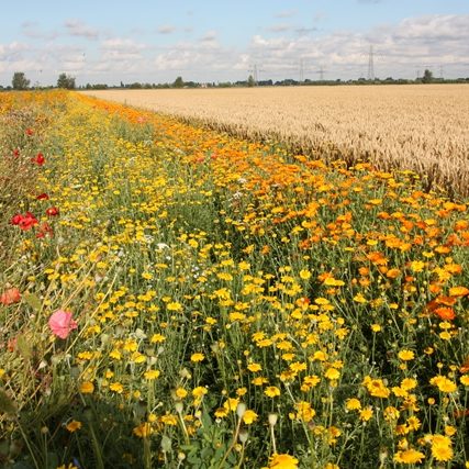 Quinoa uit Nederland - naast de akkerrand staat onze Nederlandse quino