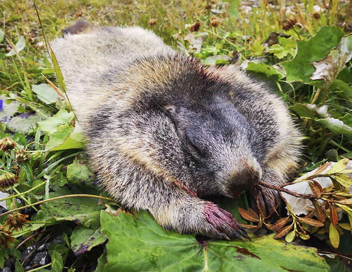 Jagt på murmeldyr